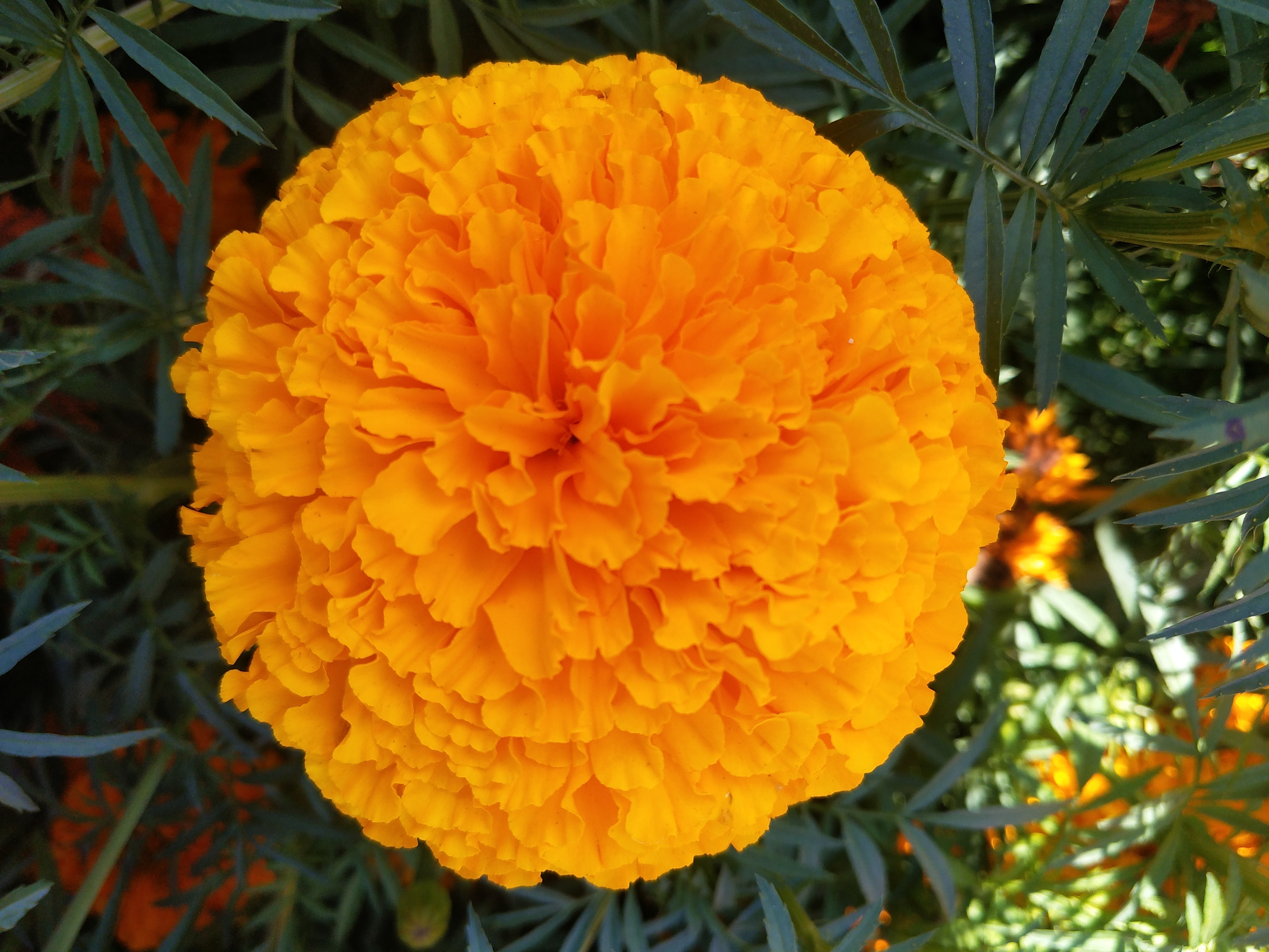 FLORA-003