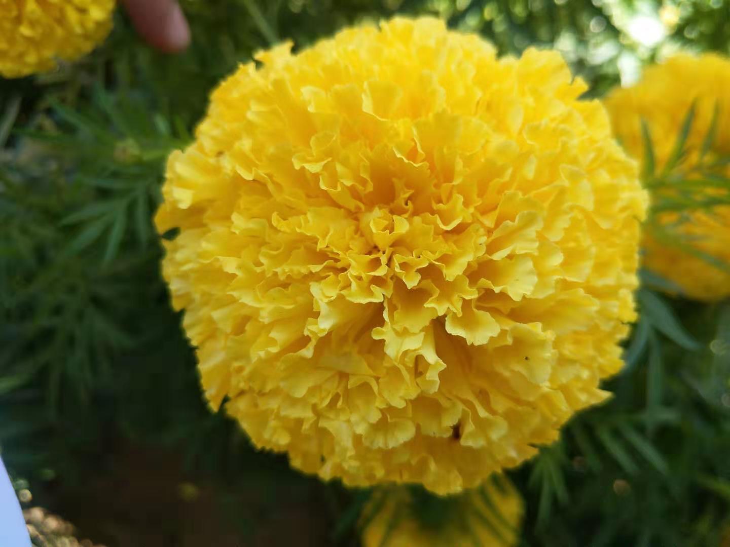 FLORA-006