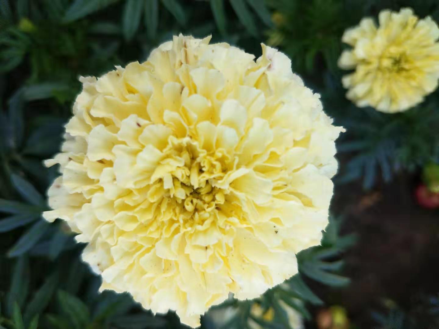 FLORA-024