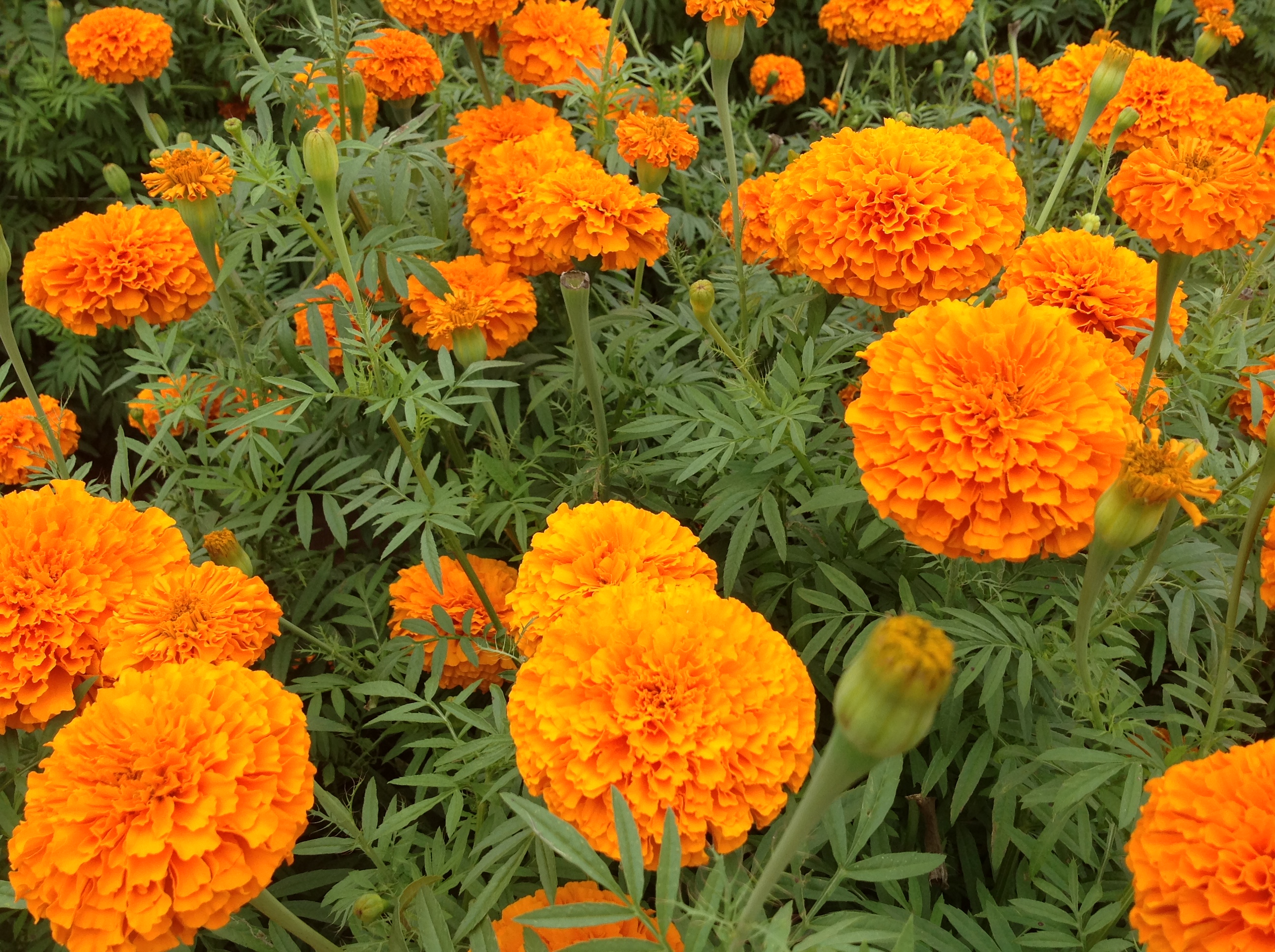 色素万寿菊别名臭芙蓉,金盏花,菊科,万寿菊属,原产墨西哥及美州各地